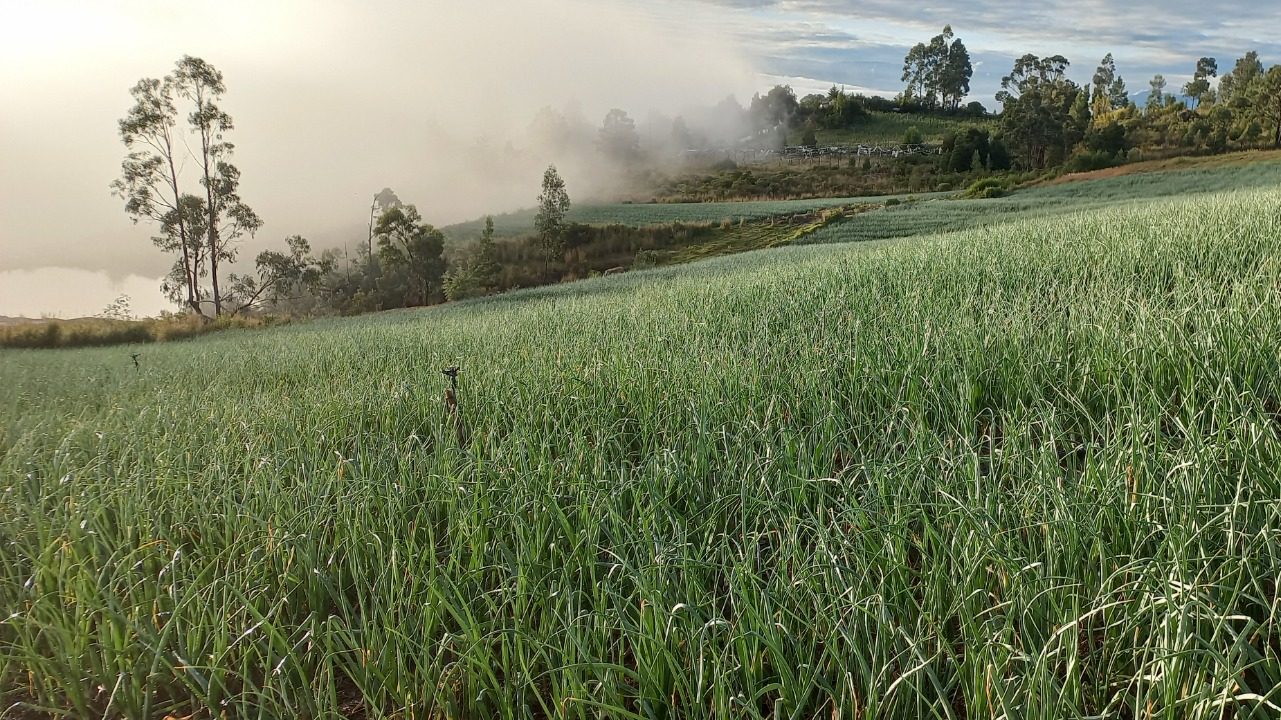 Blog AsoaltoRicaurte